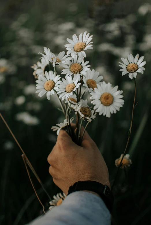 a person holding a bunch of white flowers, inspired by Elsa Bleda, trending on unsplash, chamomile, long arms, instagram post, light and dark