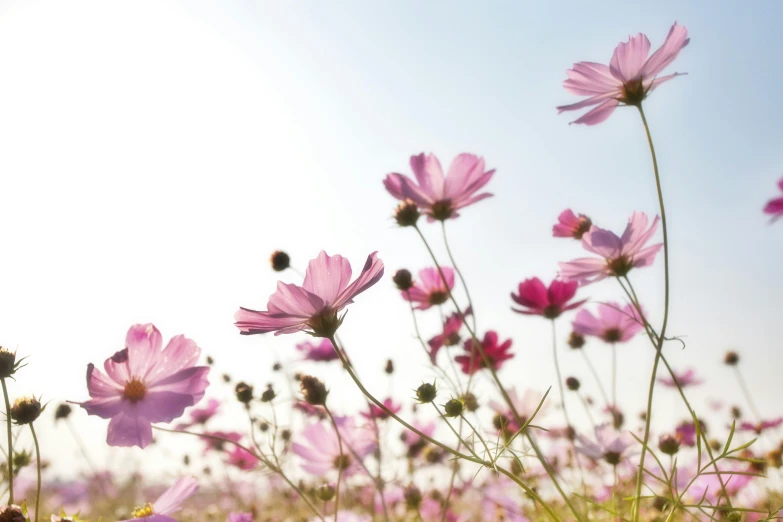 a field of pink flowers with the sun in the background, a picture, looking upwards, view of the cosmos, like a catalog photograph, plain background