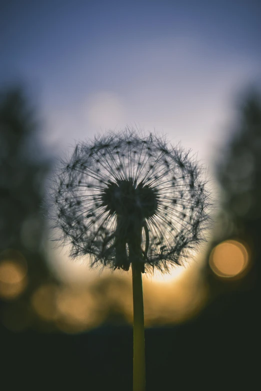 a close up of a dandelion with the sun in the background, by Niko Henrichon, unsplash contest winner, at twilight, bokeh ”, giant flower head, high quality photo