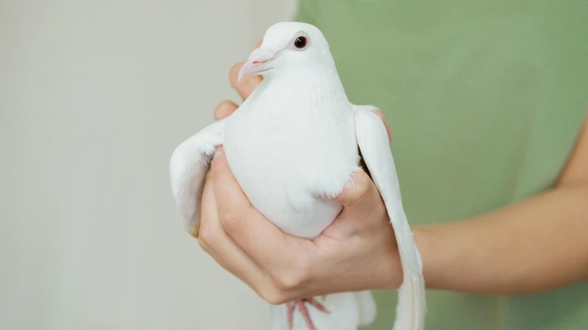 a person holding a white bird in their hands, pidgey, pearlescent skin, instagram post, shaven