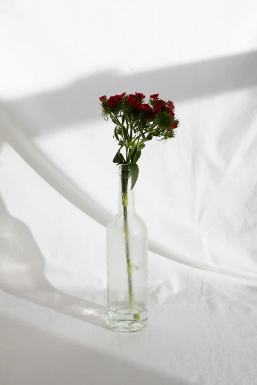 a single red flower in a clear glass vase, inspired by François Boquet, unsplash, romanticism, verbena, bottle, small red roses, slightly tanned