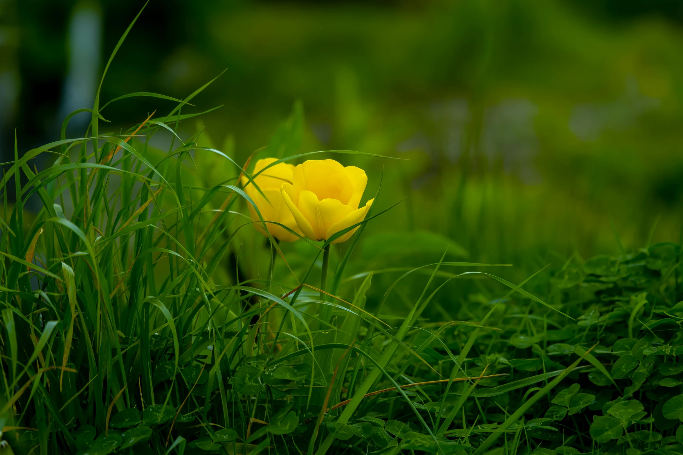 a yellow flower sitting on top of a lush green field, paul barson, single light, classical, cottagecore