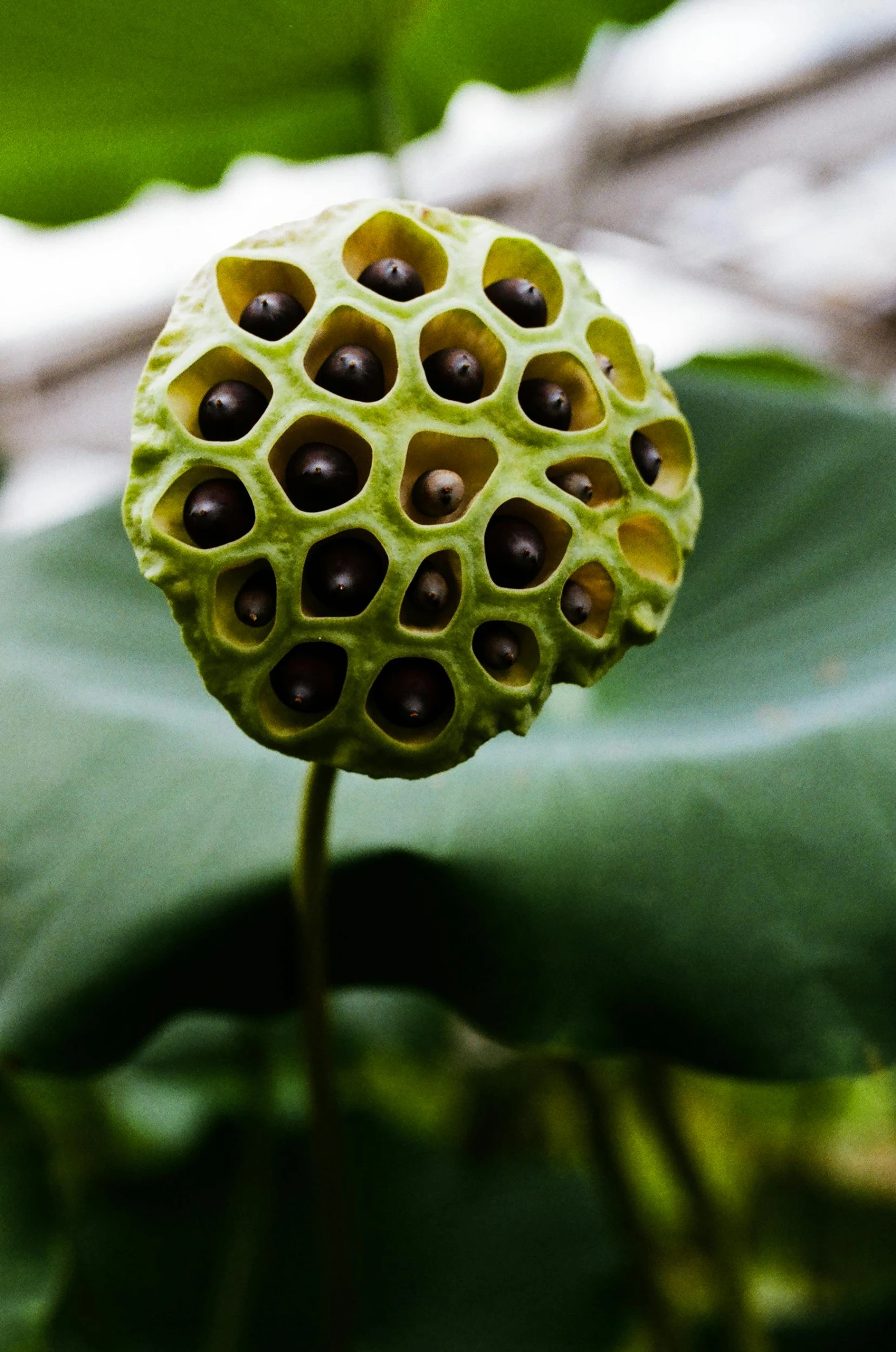 a close up of a flower on a leaf, big pods, nature meets architecture, convoluted, bao pnan