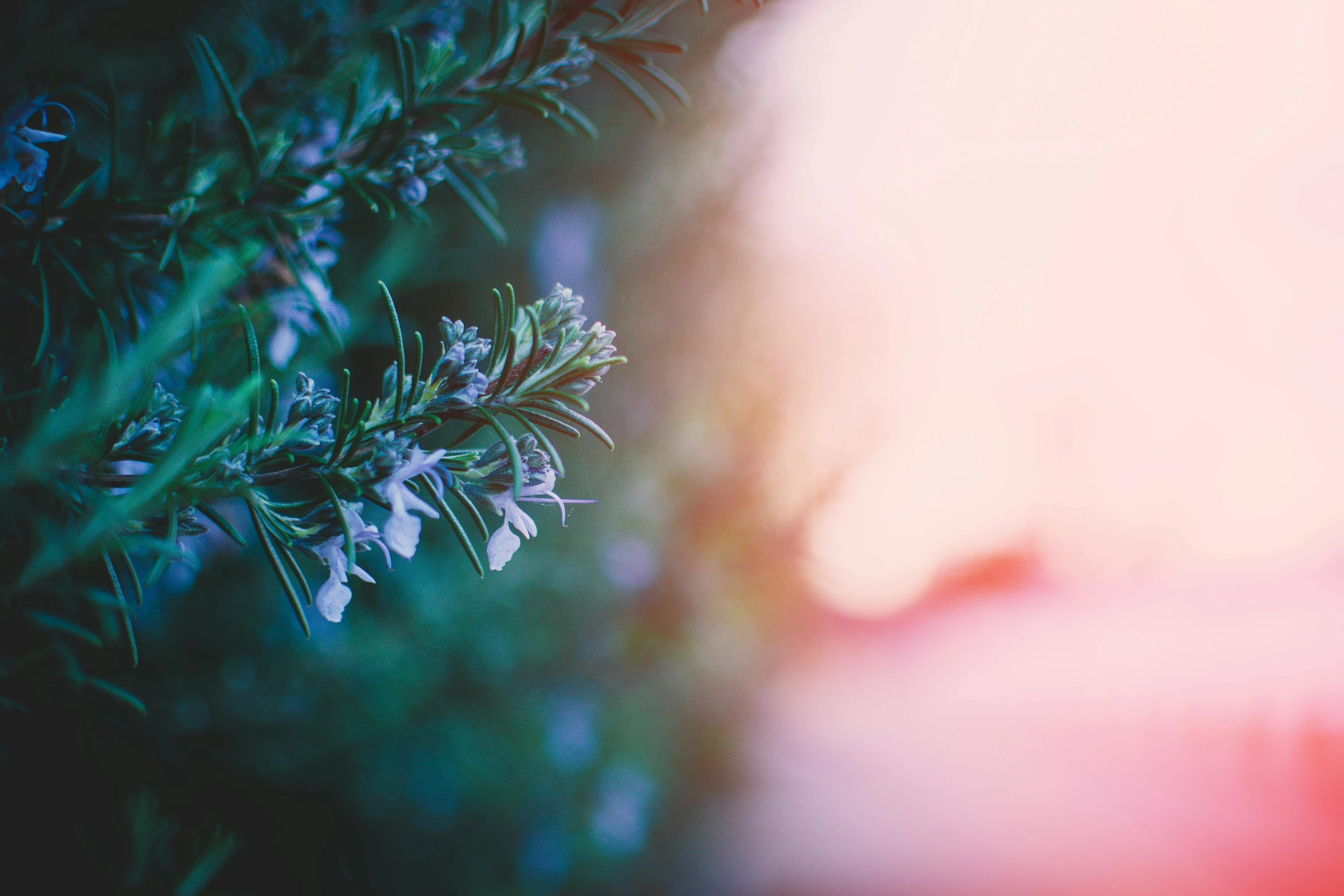 a close up of a plant with a blurry background, unsplash, romanticism, trees and flowers, at twilight, instagram picture, green and blue