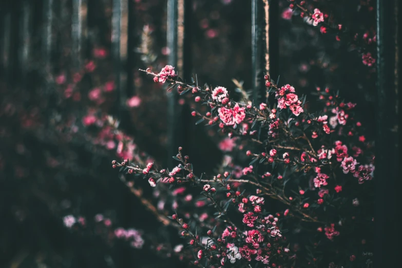 a bunch of pink flowers sitting on top of a tree, inspired by Elsa Bleda, trending on unsplash, ominous gothic aesthetic, floral wallpaper, manuka, green and red plants