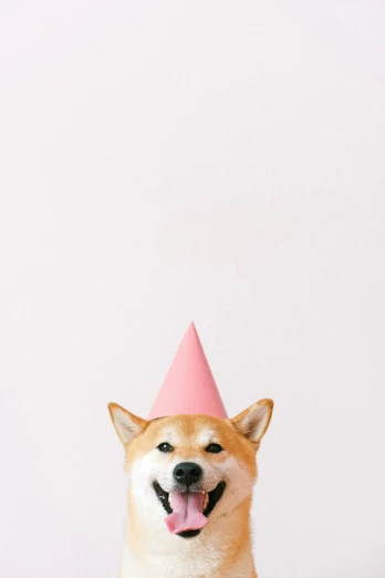 a close up of a dog wearing a party hat, a picture, inspired by Shiba Kōkan, trending on unsplash, postminimalism, the walls are pink, skincare, happy birthday, 64x64