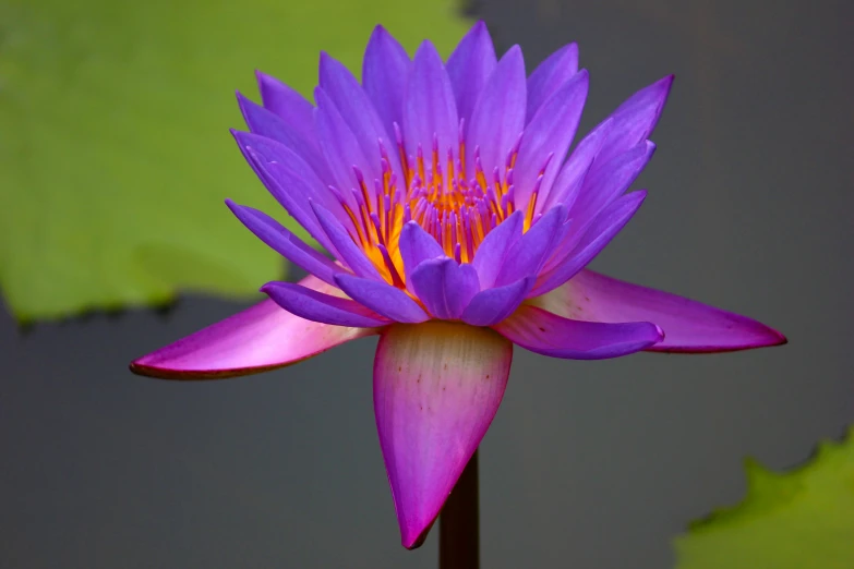 a purple flower sitting on top of a green leaf, sitting on a lotus flower, paul barson, photograph, multicoloured