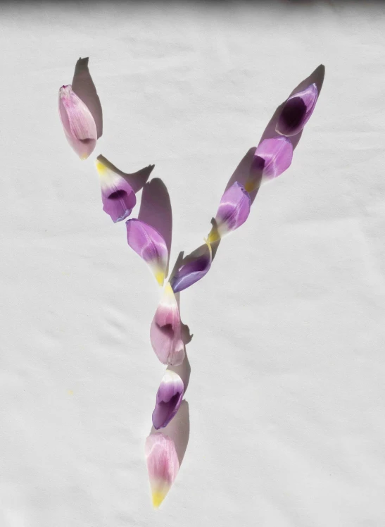 a purple flower in the shape of a v, inspired by Yves Klein, trending on pexels, letterism, ignant, pastel flower petals flying, julia hetta, young and slender