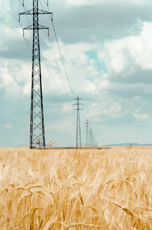 a field of wheat with power lines in the background, by Adam Marczyński, renaissance, large scale photo, multiple stories, environments ), african steppe