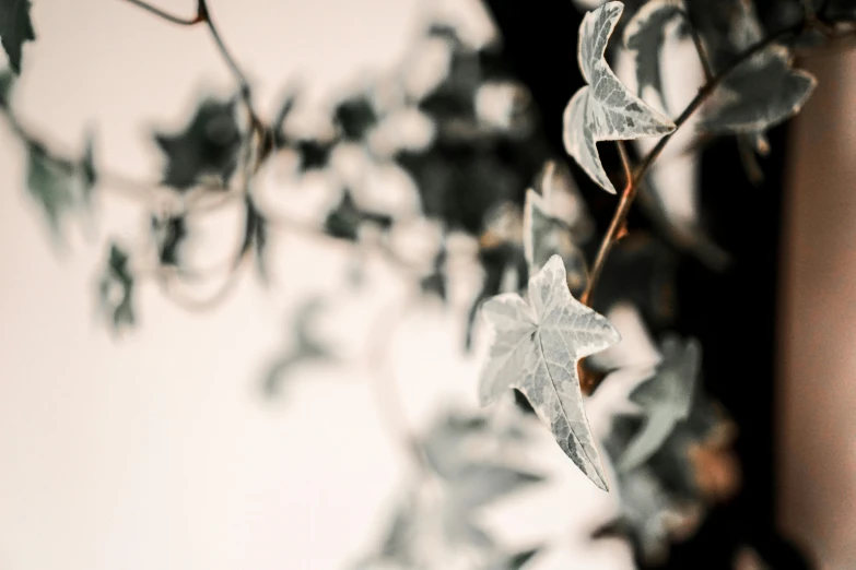 a close up of a plant with green leaves, a macro photograph, inspired by Elsa Bleda, trending on pexels, visual art, covered in flame porcelain vine, silver，ivory, desaturated, clematis like stars in the sky