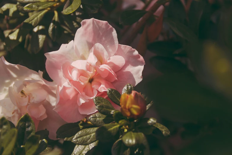 a close up of a pink flower with green leaves, inspired by Jane Nasmyth, trending on unsplash, sunfaded, with soft bushes, album, high-quality photo