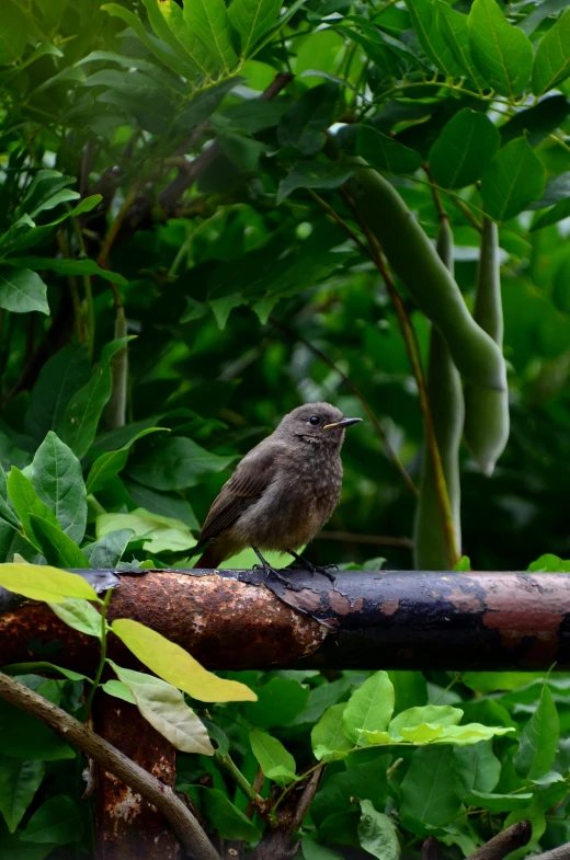 a small bird sitting on top of a tree branch, sumatraism, on a jungle forest train track, very wet, next to a plant, smol