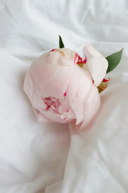 a pink flower sitting on top of a white sheet, wearing white silk robe, peony, smooth feature, zoomed in