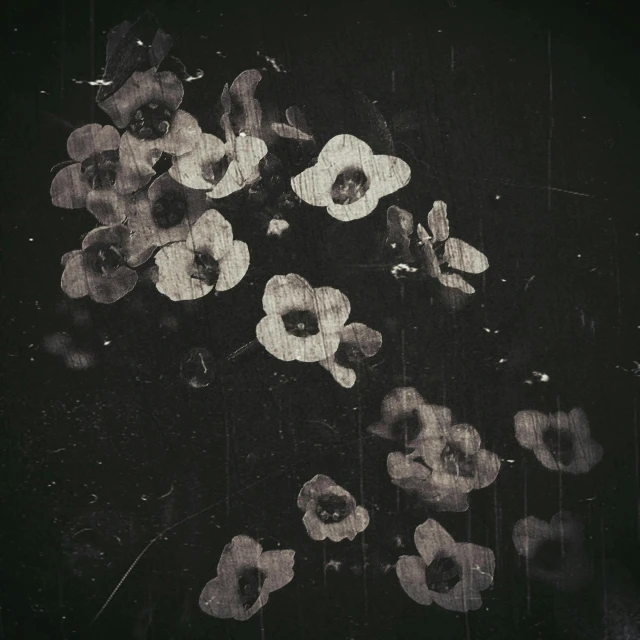 a black and white photo of a bunch of flowers, by Lucia Peka, hurufiyya, water stains, retro dark vintage, floating alone, (flowers)