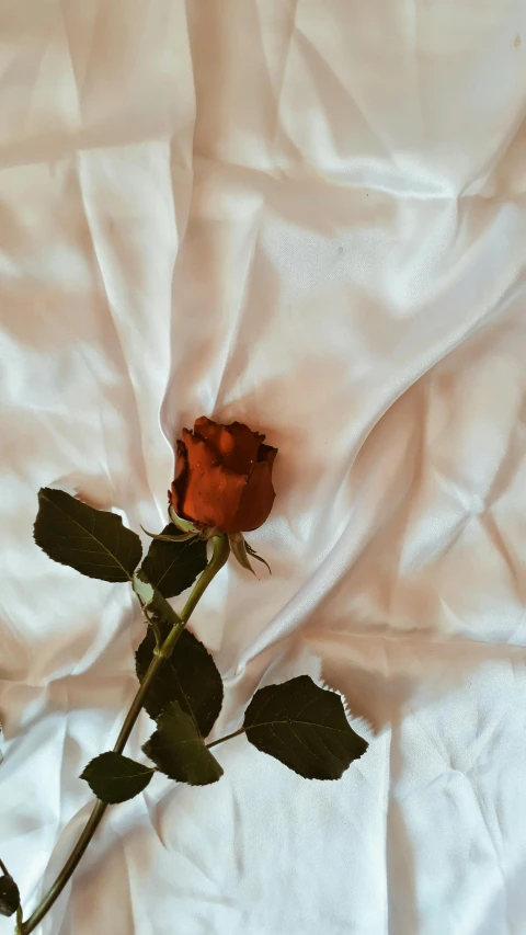 a single rose sitting on top of a white sheet, by Robbie Trevino, pexels, red silk scarf, low quality photo, 7 0 s photo, instagram photo