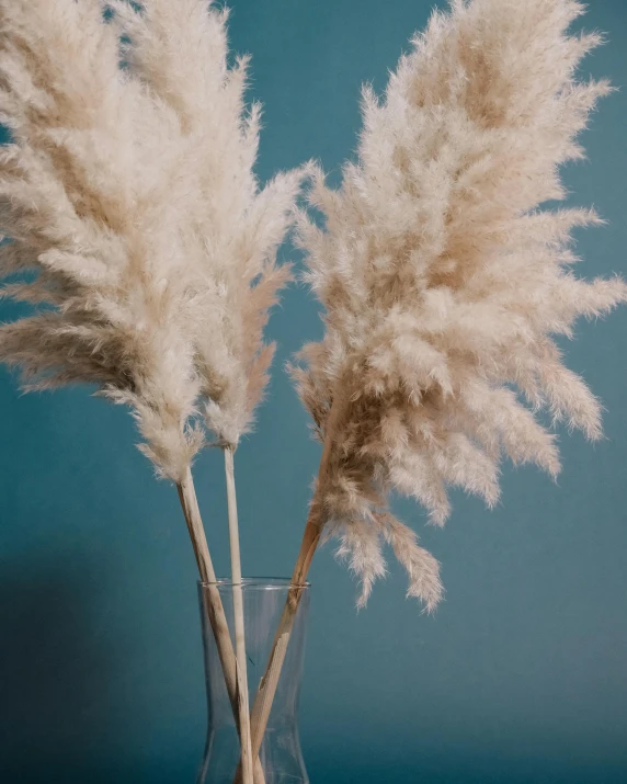 a vase filled with white flowers on top of a table, feathery fluff, unsplash transparent, reeds, botanical rainbow backdrop