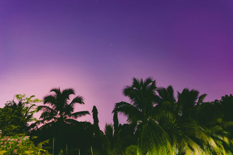 a group of palm trees under a purple sky, pexels contest winner, lime and violet, jamaica, ((purple)), nighttime