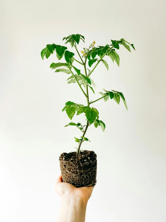 a person holding a small plant in a pot, 💣 💥💣 💥, 8ft tall, on a gray background, also tomato