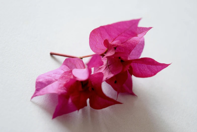 a close up of a pink flower on a white surface, bougainvillea, botanical herbarium, magenta colours, edible flowers