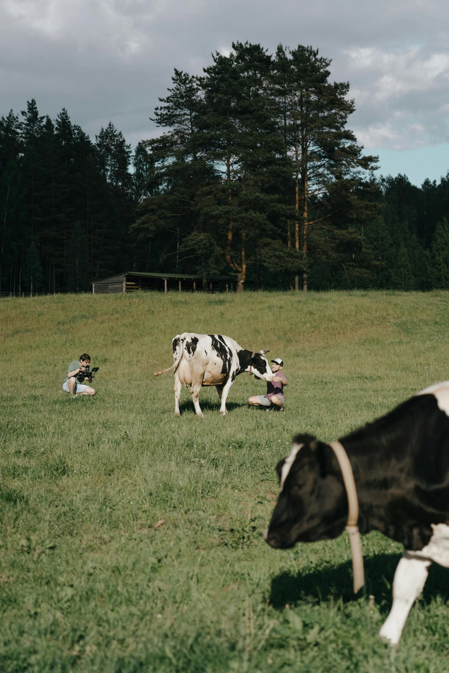 a herd of cows grazing on a lush green field, a picture, by Adriaen Hanneman, unsplash, kids playing, medium format, finland, low quality photo