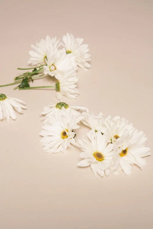 a bunch of white flowers sitting on top of a table, an album cover, plain background, pose 4 of 1 6, detailed product image, daisy