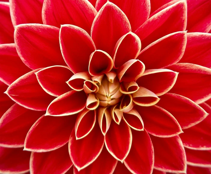 a close up view of a red flower, 8k resolution”