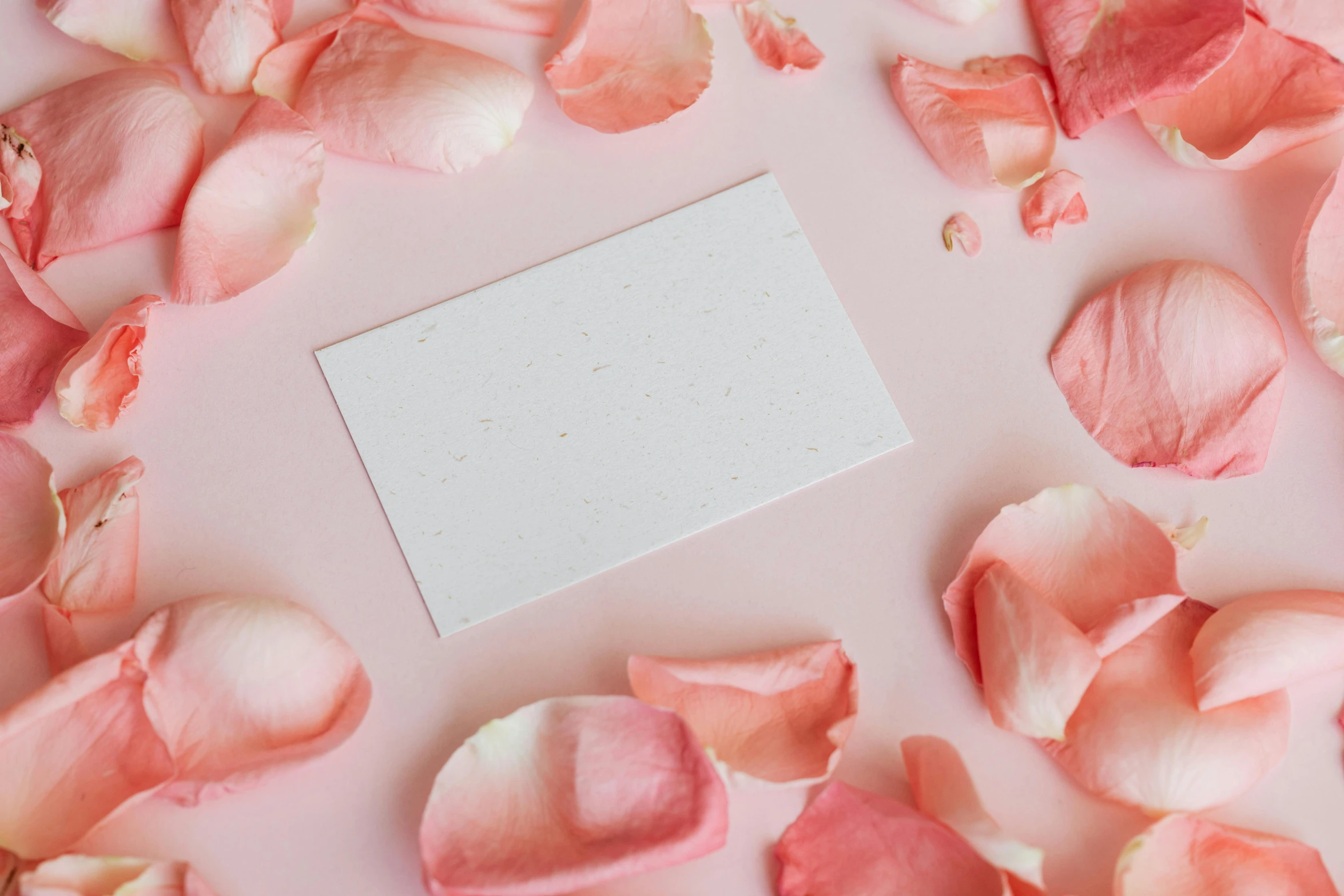 a white card surrounded by rose petals on a pink background, pexels contest winner, aestheticism, society 6, background image, business card, product introduction photo