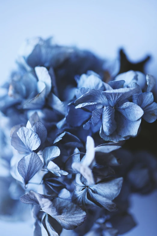 a close up of a bunch of blue flowers, an album cover, unsplash, romanticism, soft grey and blue natural light, hydrangea, ((blue)), seasonal