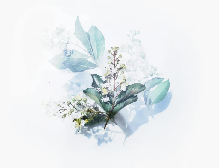 a close up of a bunch of flowers on a white surface, a watercolor painting, by Paul Davis, trending on unsplash, fine foliage lace, pale blue backlight, digitally enhanced, myrtle