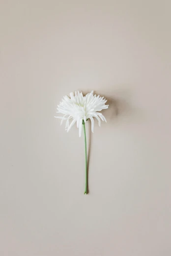 a single white flower sitting on top of a table, unsplash, minimalism, chrysanthemum eos-1d, made of glazed, flatlay, detailed product shot