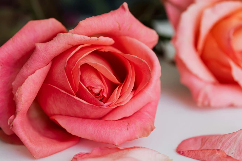 a close up of two pink roses on a table, zoomed out to show entire image, pink and orange, blushing, from the side