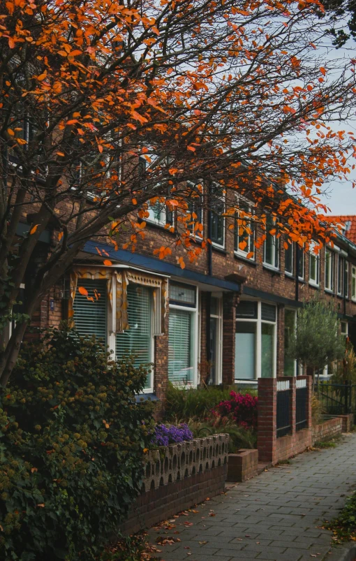 a red fire hydrant sitting on the side of a road, a colorized photo, by Carey Morris, pexels, art nouveau, view of houses in amsterdam, autumn colour oak trees, 8k 50mm iso 10, staggered terraces