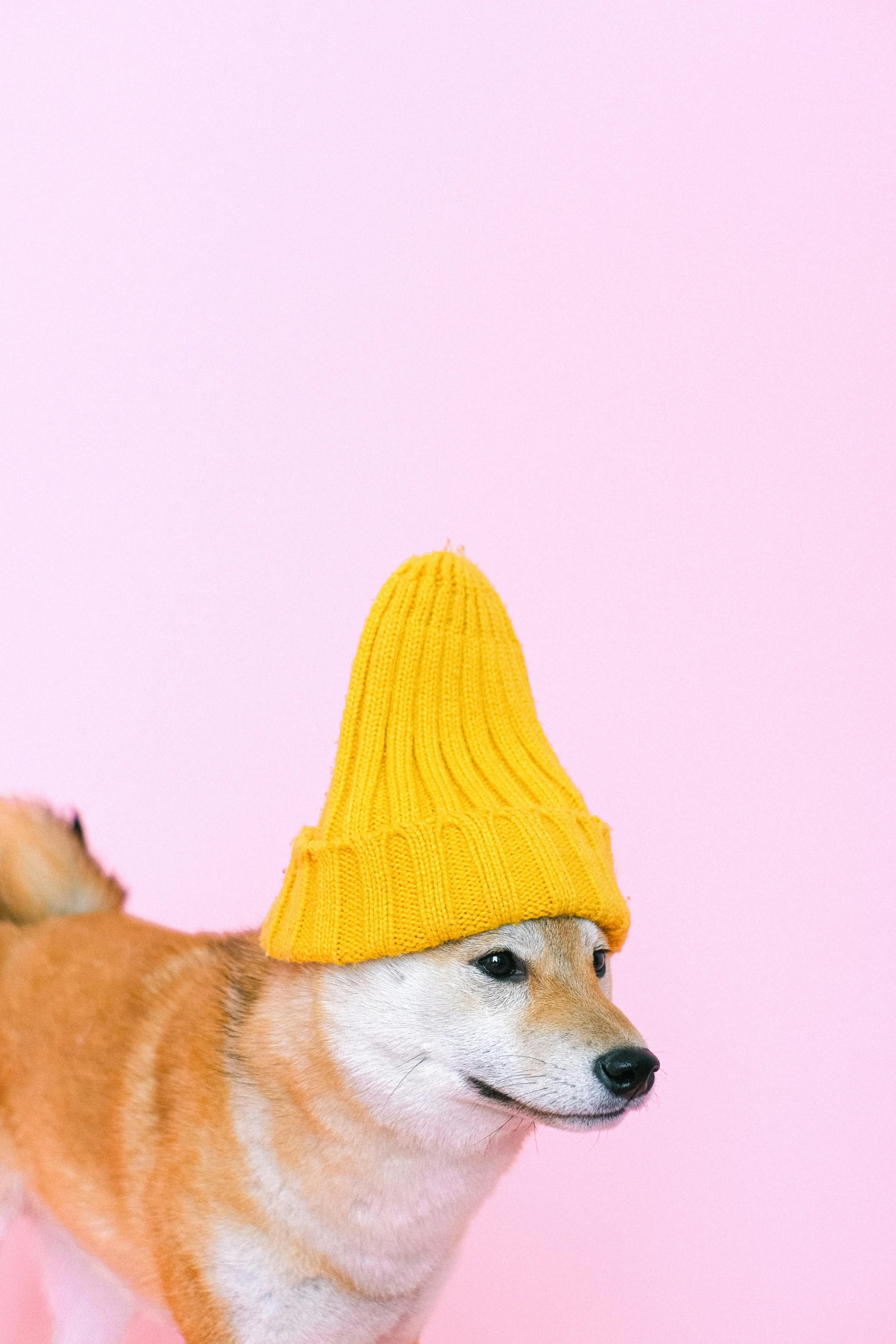 a brown and white dog wearing a yellow hat, an album cover, inspired by Shiba Kōkan, trending on pexels, 🍸🍋, photo of a model, minimalistic aesthetics, beanie