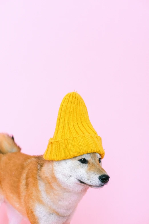 a brown and white dog wearing a yellow hat, an album cover, inspired by Shiba Kōkan, trending on pexels, 🍸🍋, photo of a model, minimalistic aesthetics, beanie