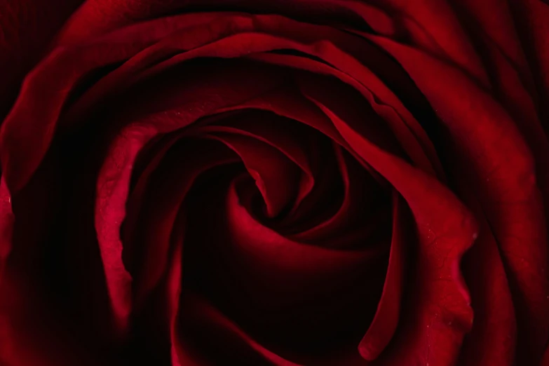 a close up of a red rose with water droplets, an album cover, inspired by Anna Füssli, pexels contest winner, romanticism, intricate wrinkles, spiral, high resolution print :1 red, smooth contours