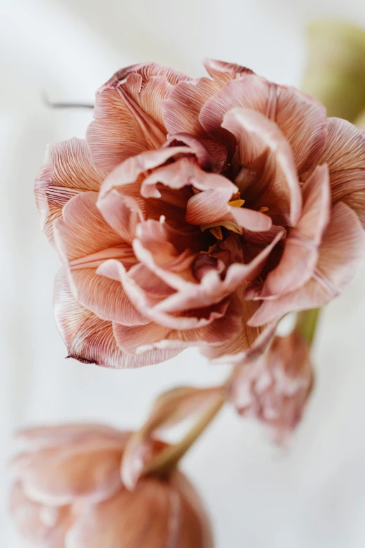 a close up of a flower in a vase, inspired by Pierre-Joseph Redouté, trending on pexels, made of glazed, muted brown, tulip, soft blush
