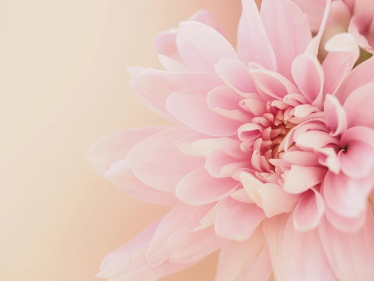 a close up of a pink flower in a vase