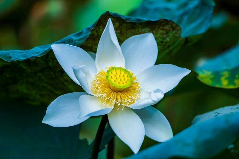 a white flower with a yellow center surrounded by green leaves, by Reuben Tam, unsplash, hurufiyya, lotus pond, avatar image, blue, superb detail 8 k