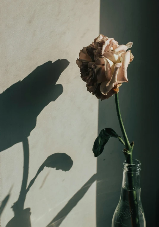 a close up of a flower in a vase on a table, unsplash, romanticism, consist of shadow, sunfaded, pink rose, single light