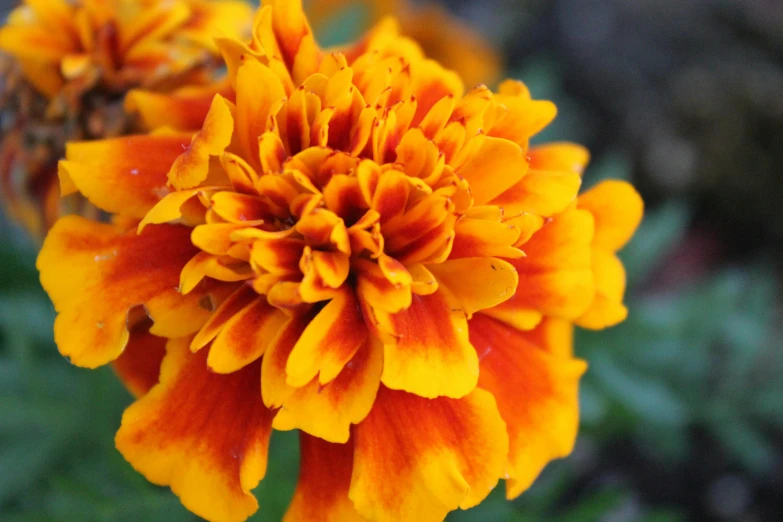 a close up of a yellow and red flower, pexels, marigold, coloured in orange fire, highly ornamental, ready to eat