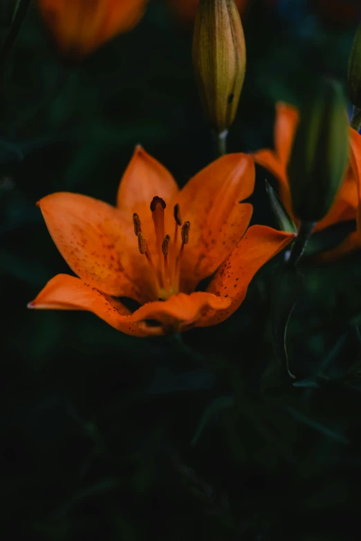 a group of orange flowers sitting on top of a lush green field, a picture, unsplash, renaissance, lily flower, very dark background, single portrait, a high angle shot