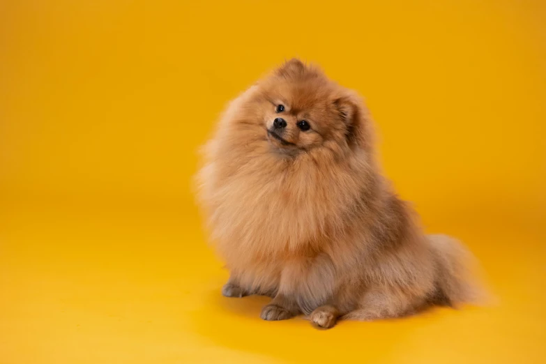 a small dog sitting on a yellow surface, trending on pexels, lion's mane, extremely plump, stylised fox - like appearance, manuka