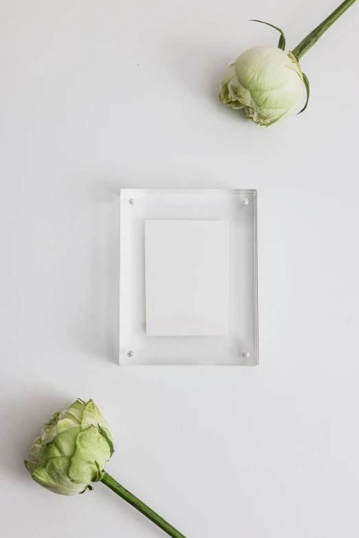 two white roses sitting on top of a white surface, a picture, inspired by Rachel Whiteread, unsplash, square pictureframes, on a plate, product view, transparent glass