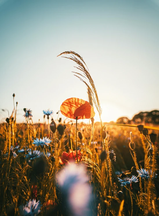 a field of wildflowers with the sun setting in the background, pexels contest winner, orange and blue, flowers growing out of its head, standing alone in grassy field, perfect crisp sunlight
