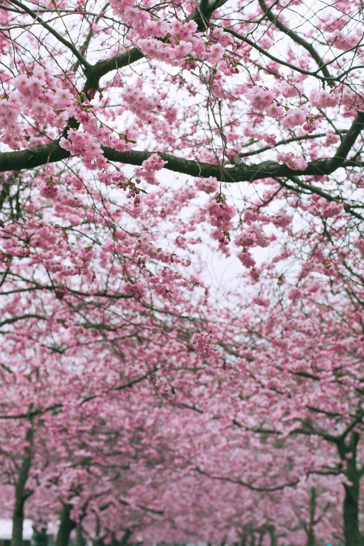 a park filled with lots of pink flowers, an album cover, inspired by Miyagawa Chōshun, unsplash, romanticism, 2 5 6 x 2 5 6 pixels, birds on cherry tree, seattle, early spring