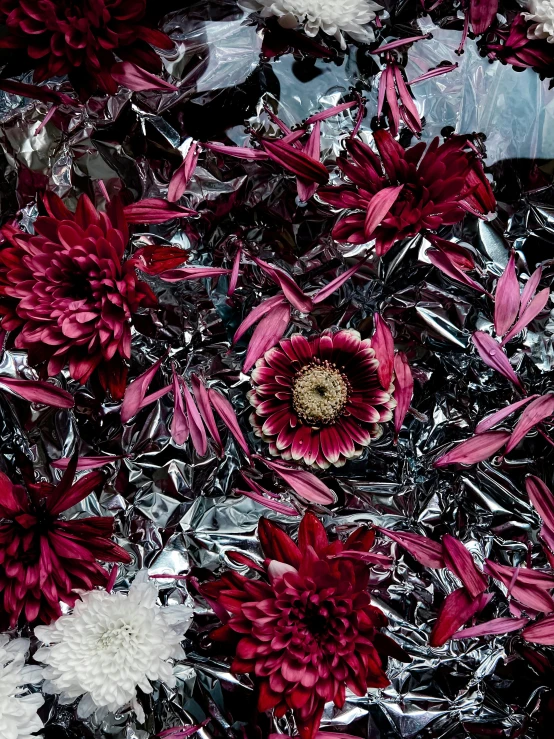 a close up of a bunch of red and white flowers, an album cover, by Sara Saftleven, foil effect, magenta, ice sunflowers, dark flower pattern wallpaper