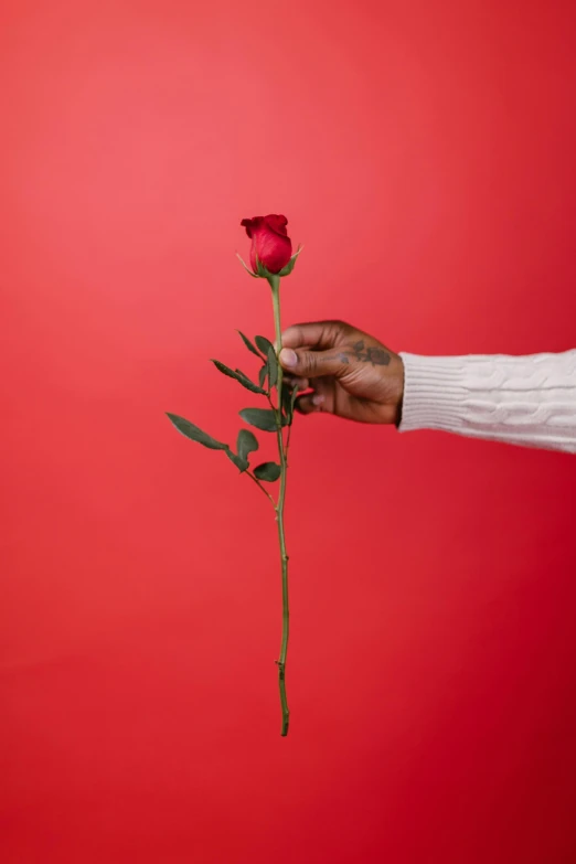a hand holding a red rose against a red background, an album cover, by Valentine Hugo, trending on unsplash, album art young thug, single long stick, ashteroth, ignant
