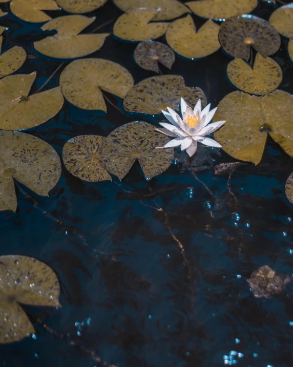 a white flower floating on top of a body of water, during the night, sitting at a pond, top selection on unsplash, ariel view