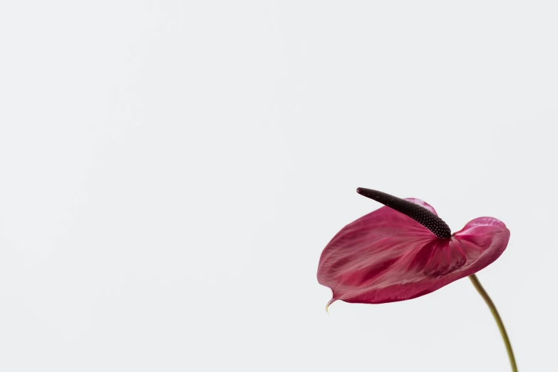 a close up of a flower in a vase, by Andries Stock, minimalism, tiny crimson petals falling, 15081959 21121991 01012000 4k, on a white background, dried leaves