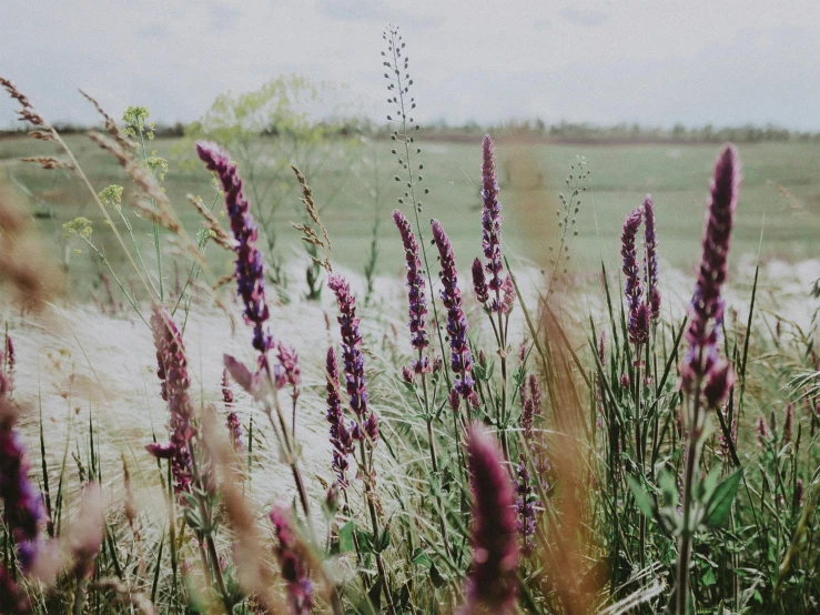 a bunch of purple flowers sitting on top of a lush green field, a picture, by Carey Morris, trending on unsplash, land art, background image, bullrushes, vintage photo